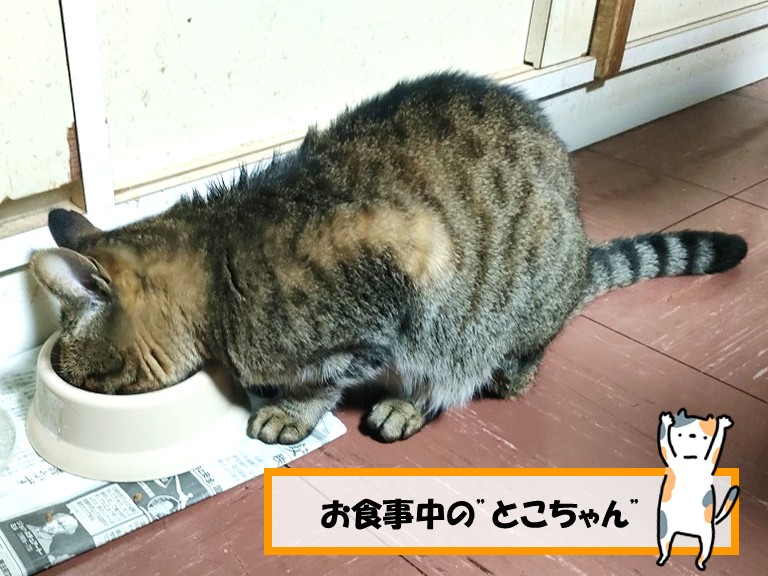 泉佐野市お食事中の”とこちゃん”　　　　